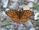  Niobe Fritillary (?) 